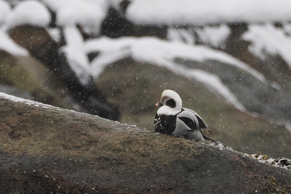 Eisente - ML646950260