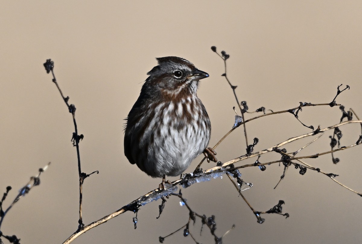 Singammer - ML646950261