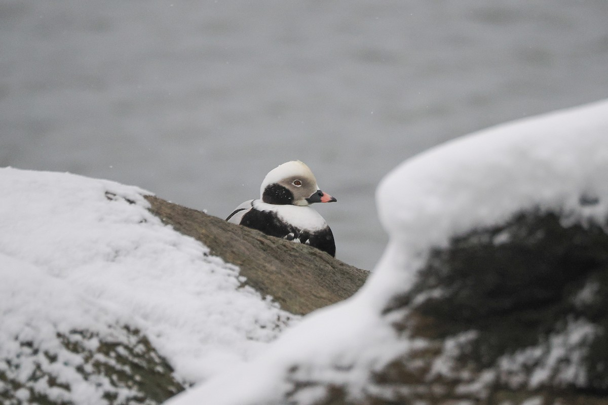 Eisente - ML646950262