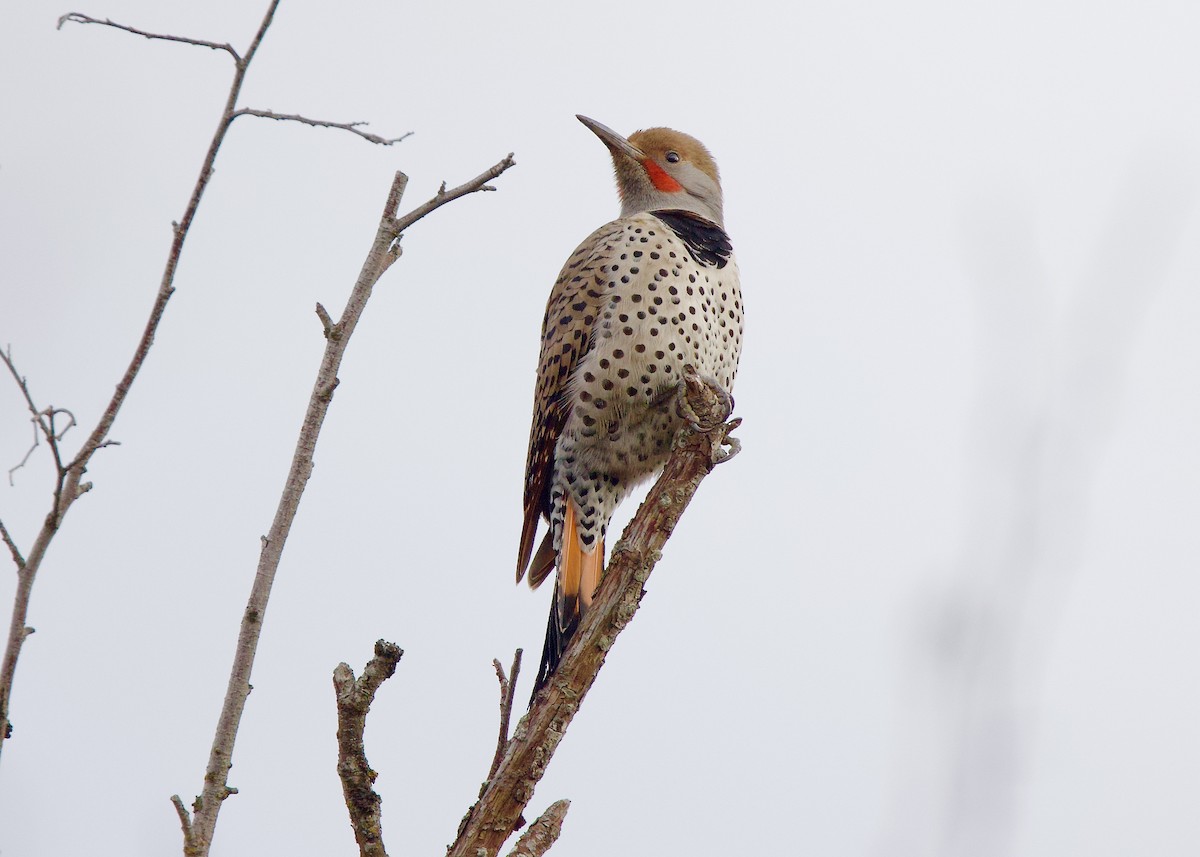 Goldspecht (Kupfergoldspecht) - ML646950264