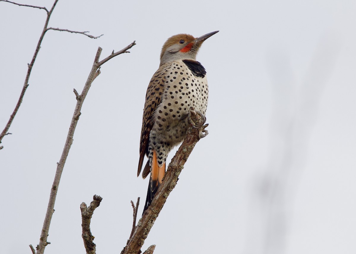 Goldspecht (Kupfergoldspecht) - ML646950265