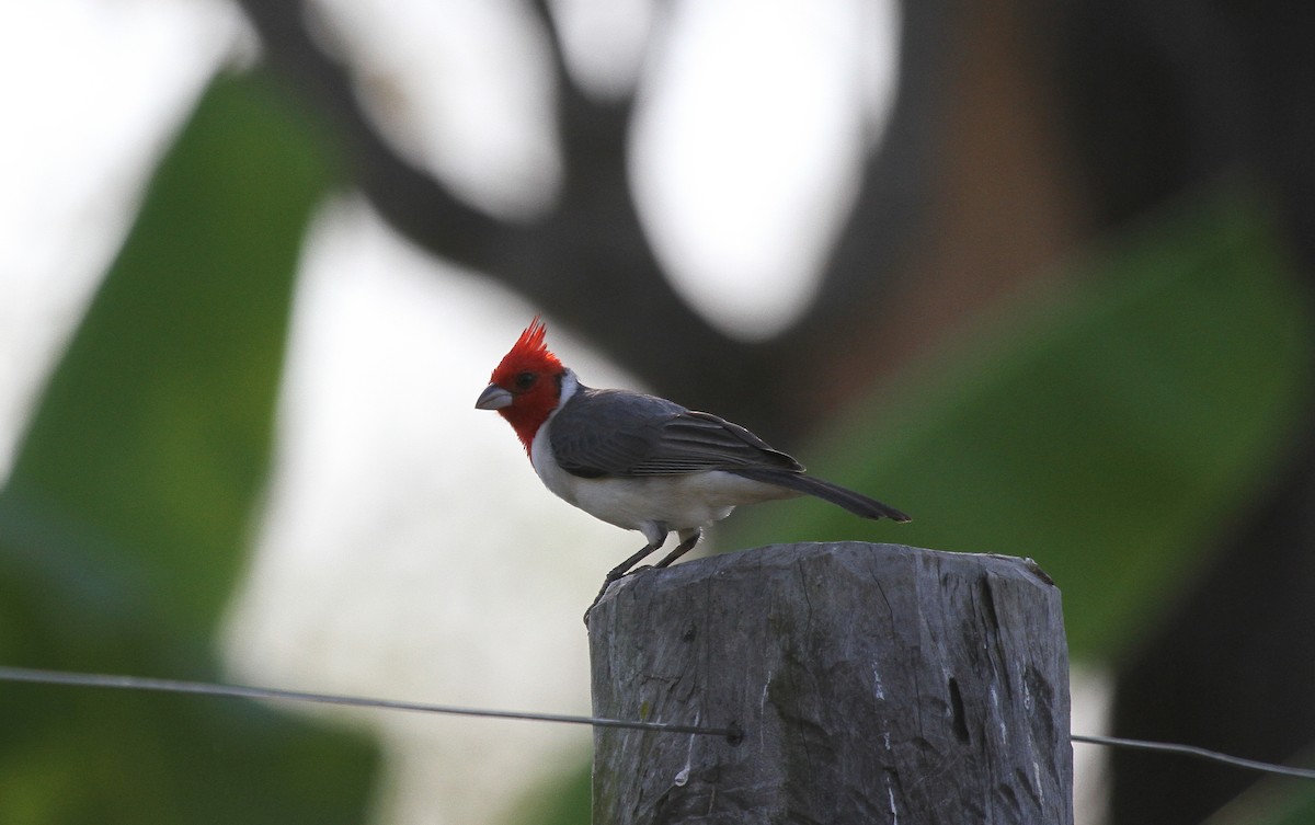 Red-crested Cardinal - ML646950266