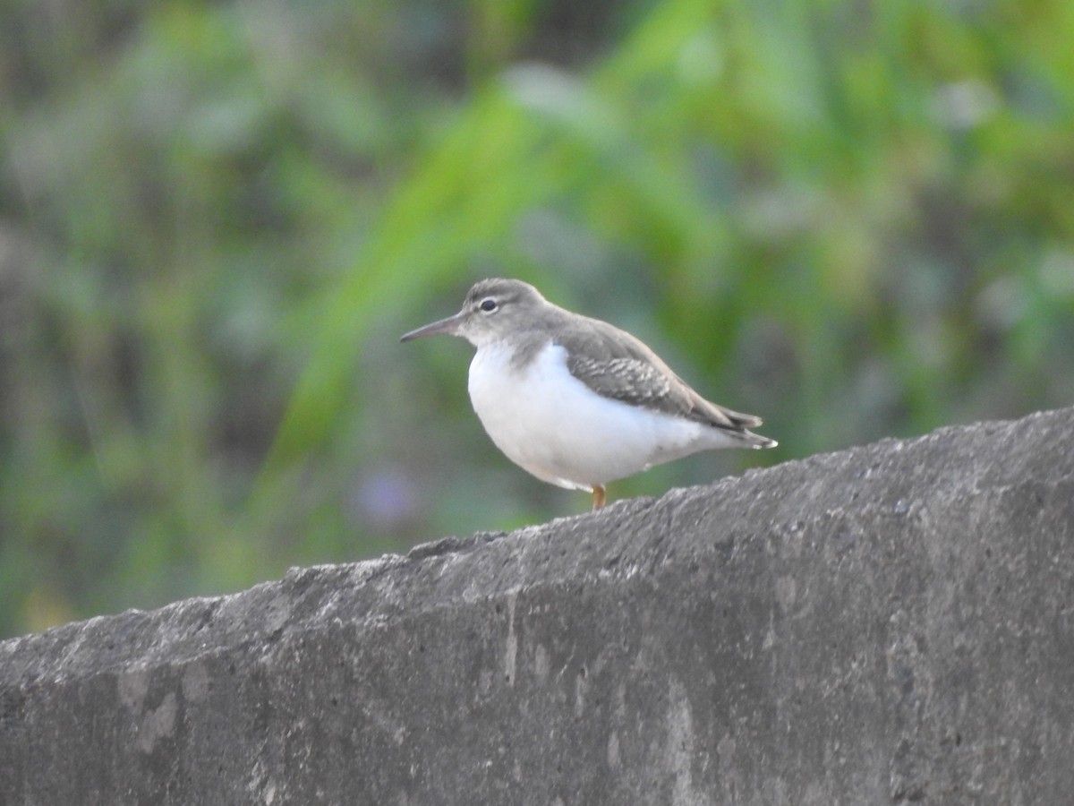 Spotted Sandpiper - ML646950267