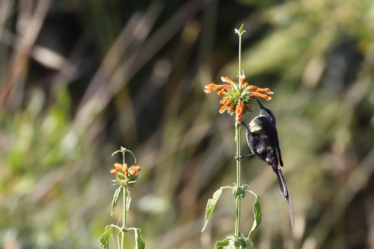 Beautiful Sunbird - ML646950271