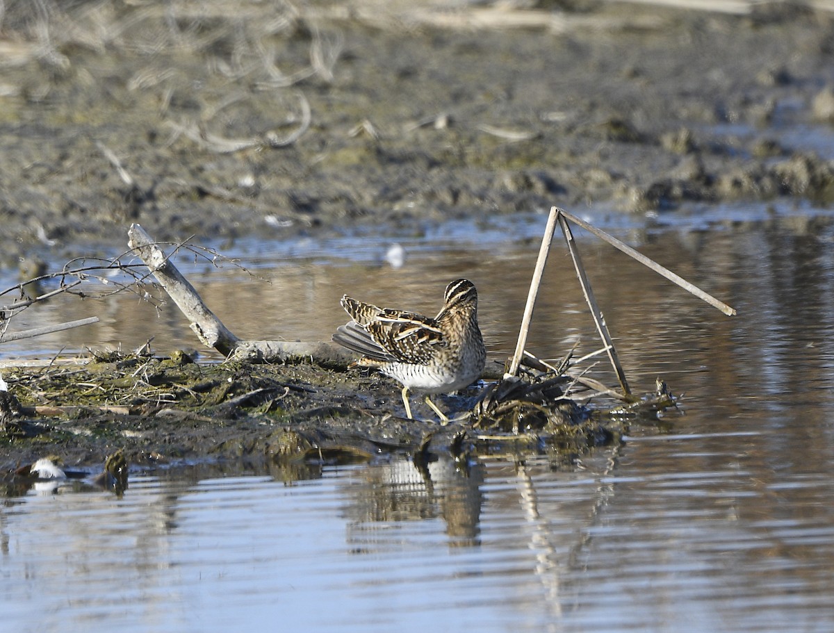 Wilson's Snipe - ML646950273