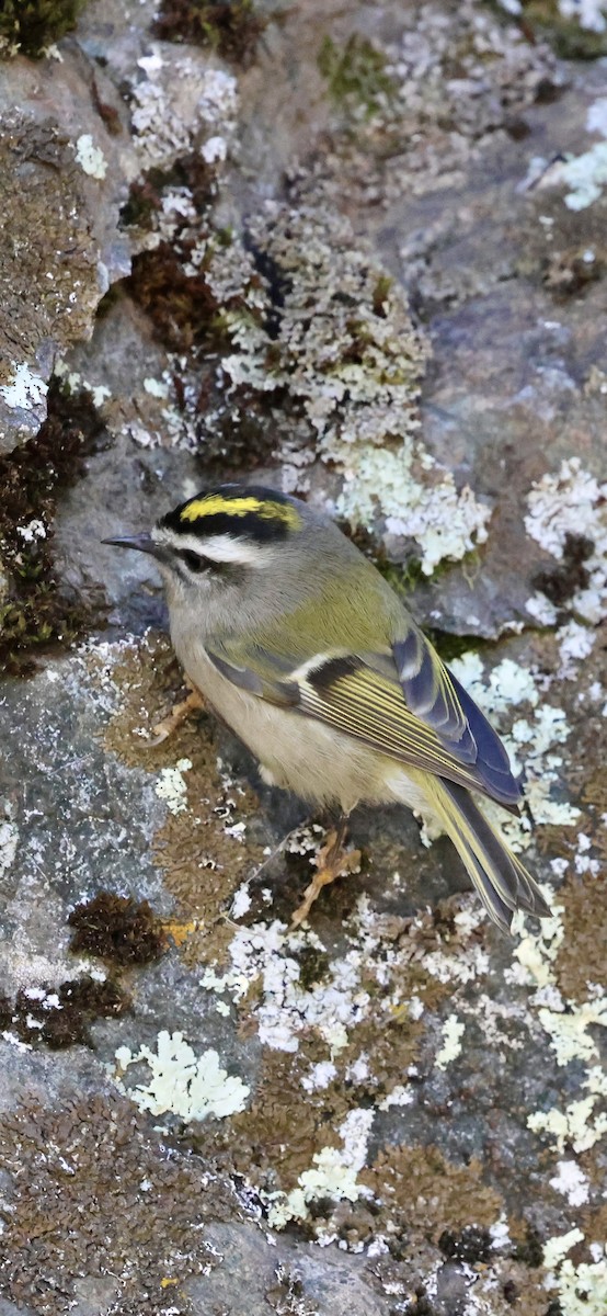 Golden-crowned Kinglet - ML646950282