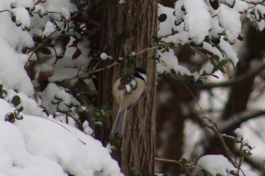 karolinameis - ML646950289