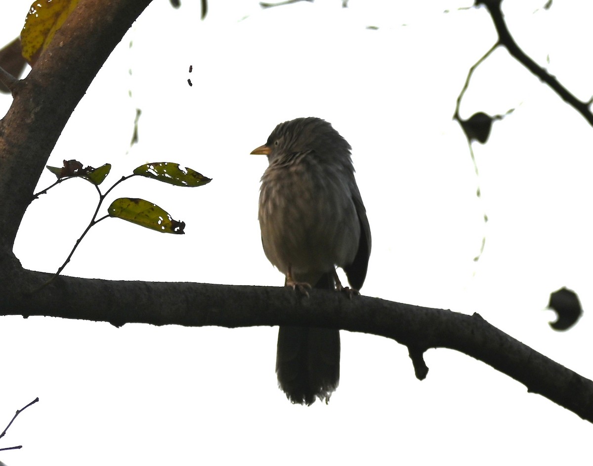 Jungle Babbler - ML646950290