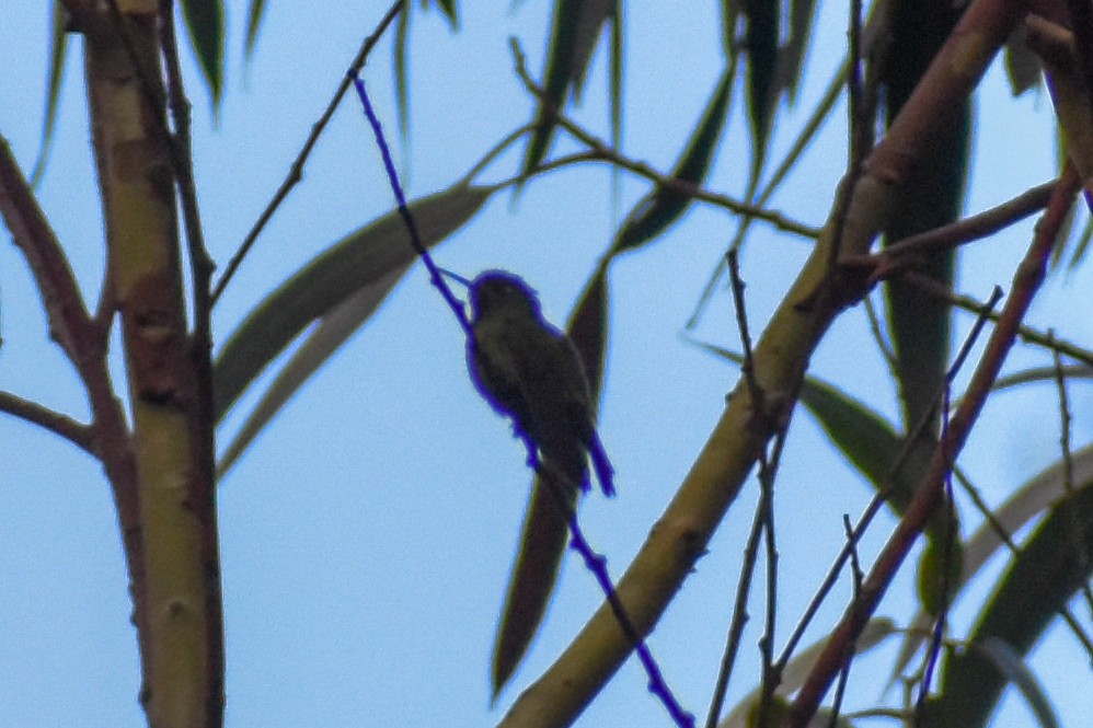 Tiryan Metalkuyruğu - ML646950298