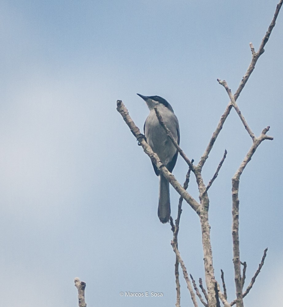 leskot škraboškový - ML646950301