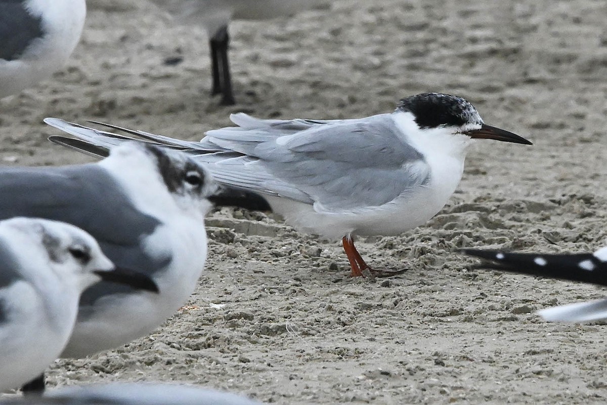 Forster's Tern - ML646950303
