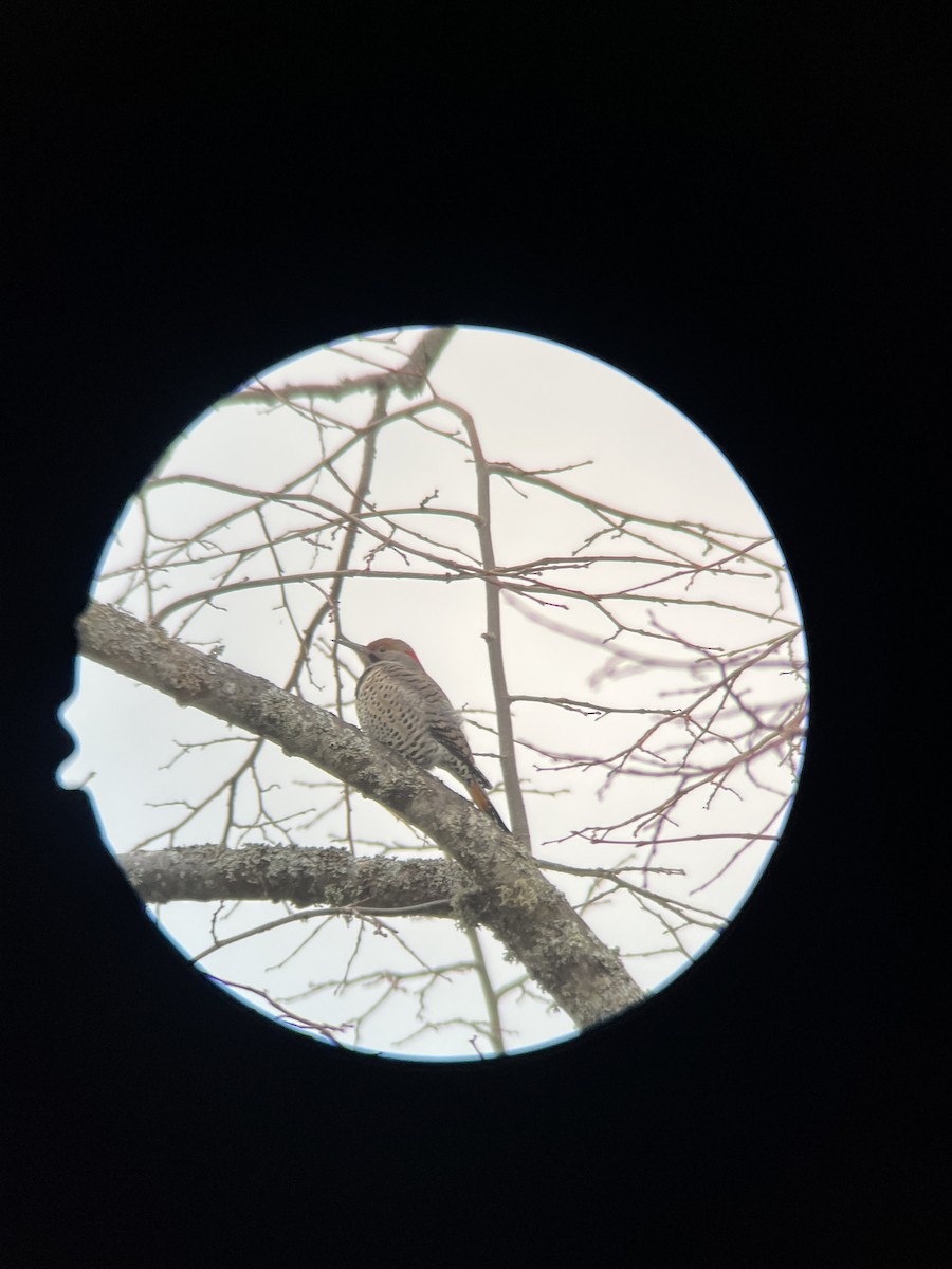 Northern Flicker (Yellow-shafted x Red-shafted) - ML646950307
