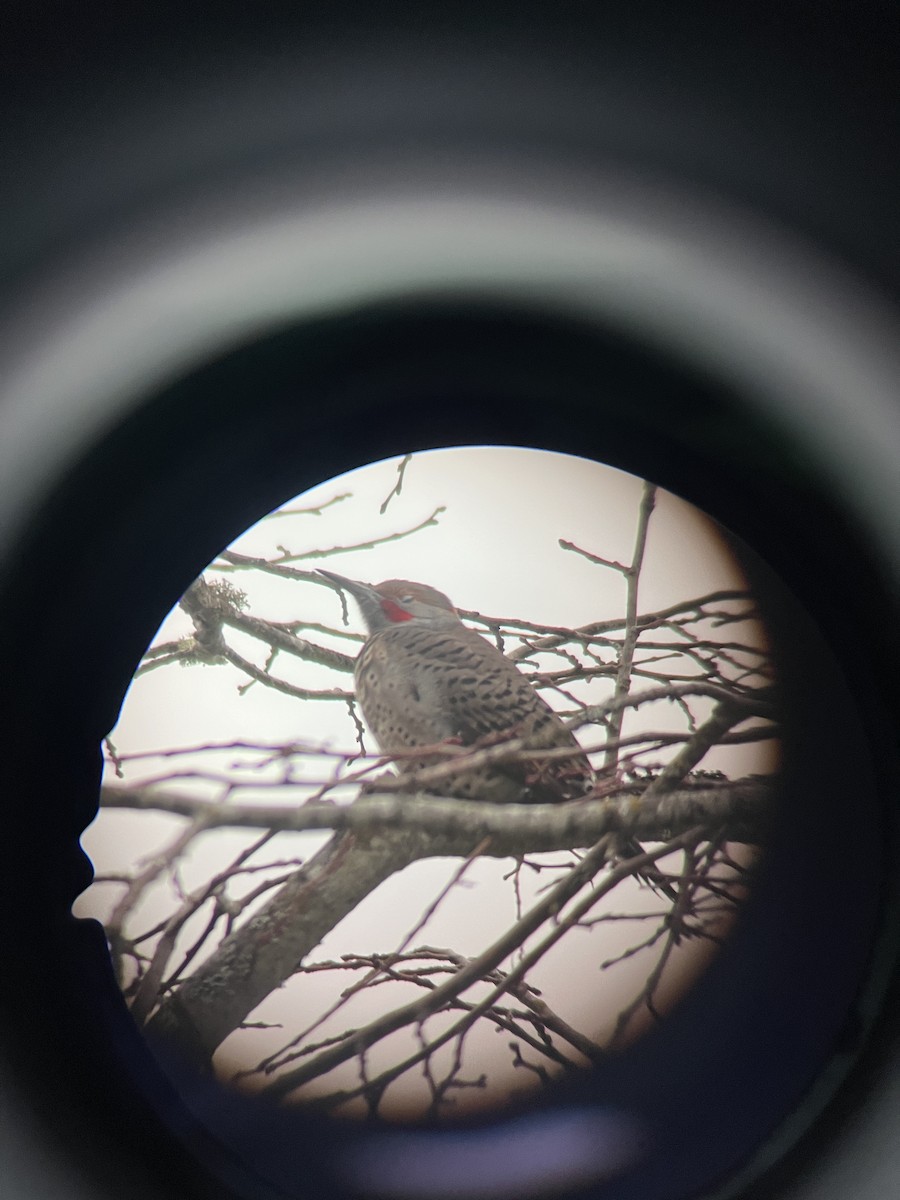 Northern Flicker (Yellow-shafted x Red-shafted) - ML646950308
