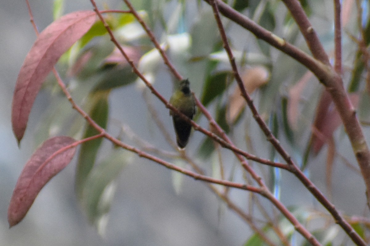 Tiryan Metalkuyruğu - ML646950310