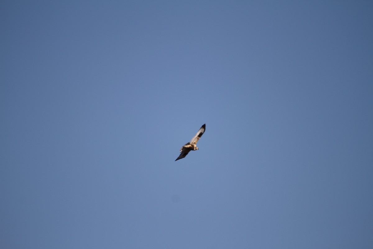 Тарлан сар - ML646950313