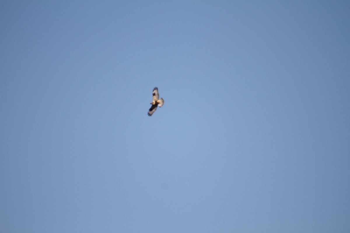 Тарлан сар - ML646950314