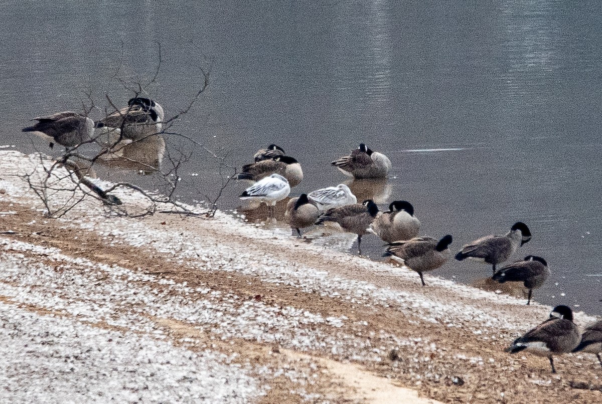 Snow Goose - ML646950315