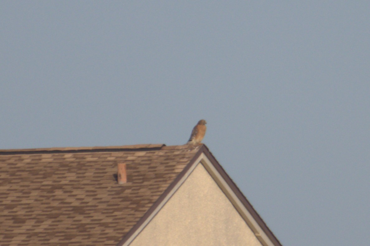 Red-shouldered Hawk - ML646950316