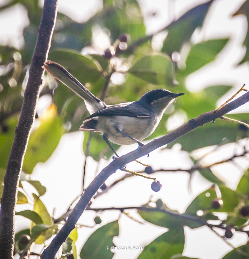 leskot škraboškový - ML646950320