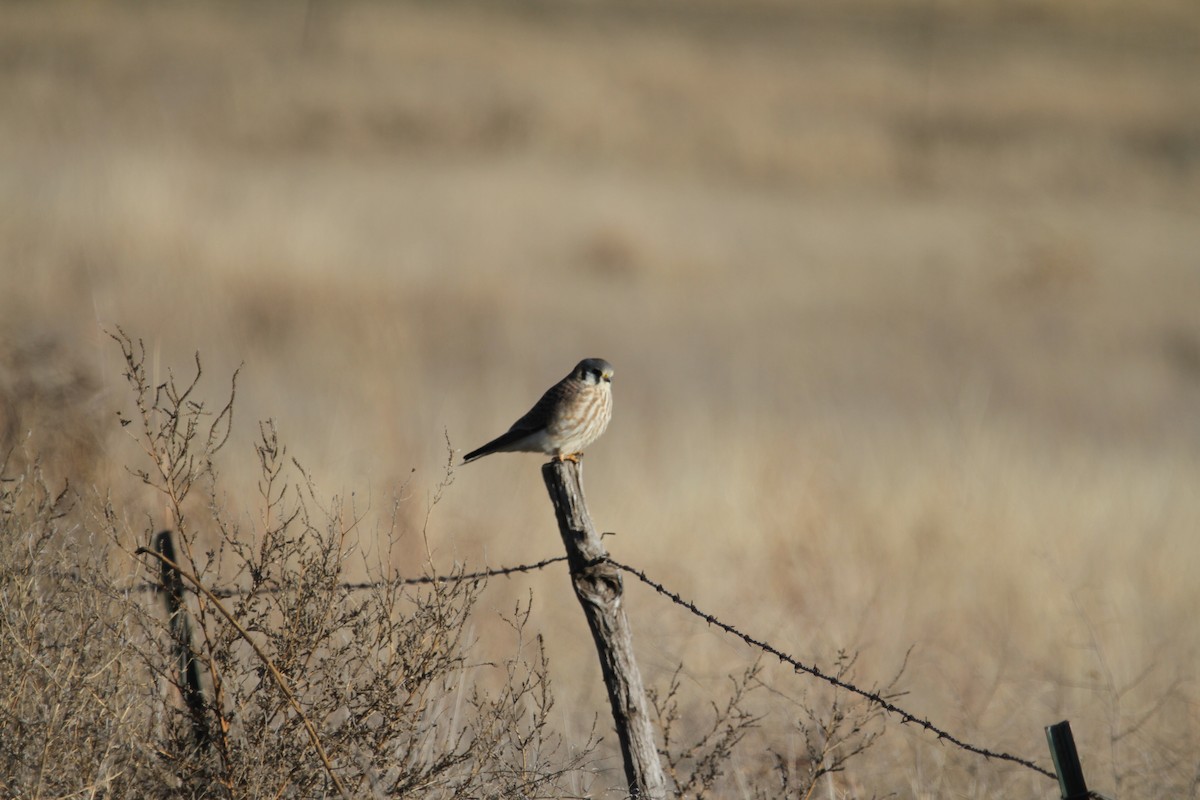 American Kestrel - ML646950321