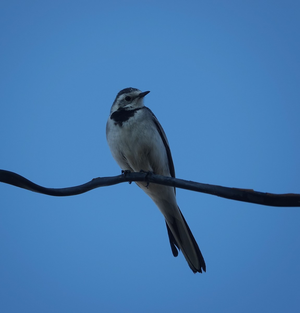 White Wagtail - ML646950325