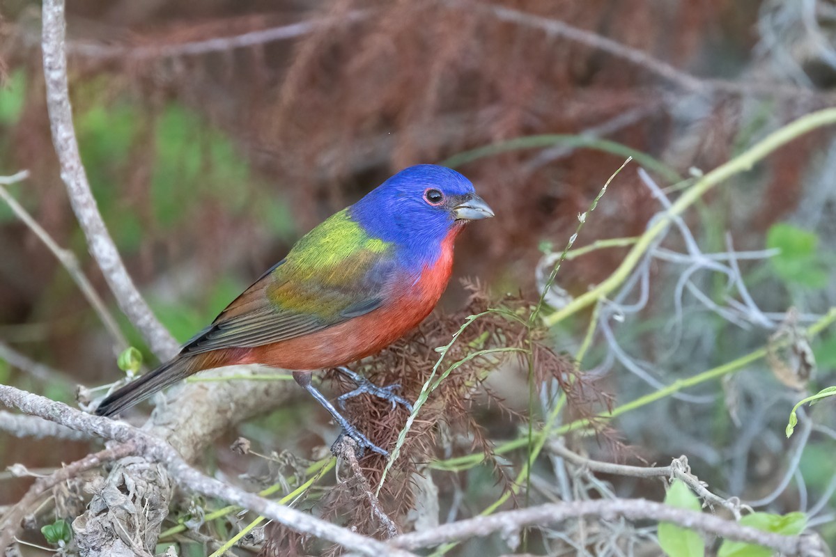 Boyalı Çinte - ML646950327