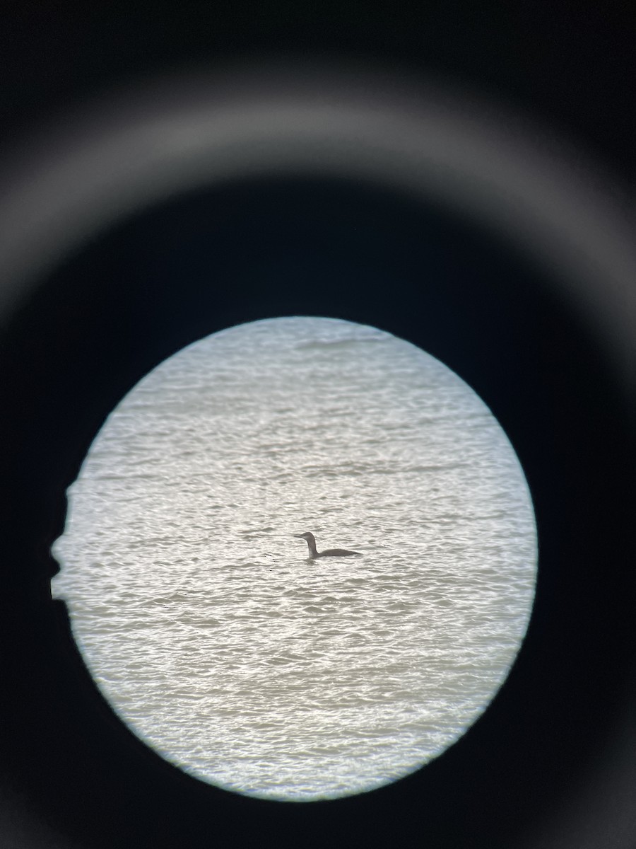 Red-throated Loon - ML646950328