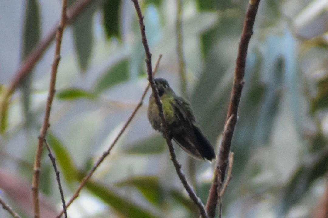 Tyrian Metaltail - ML646950329