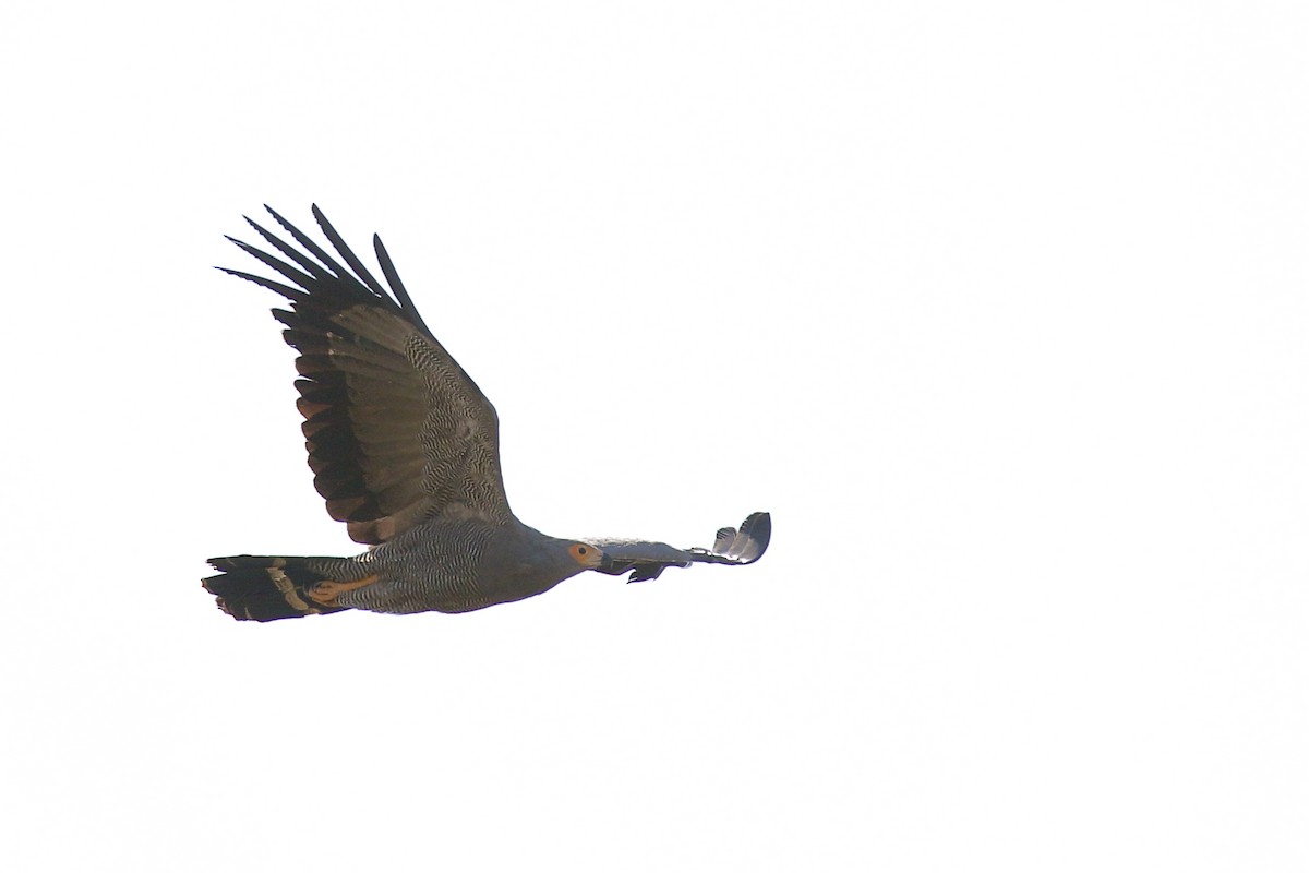 チュウヒダカ - ML646950330