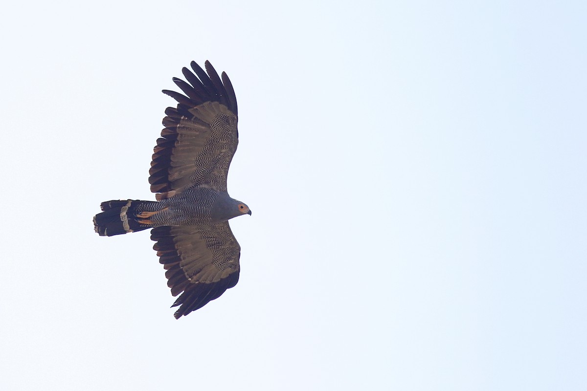 チュウヒダカ - ML646950331