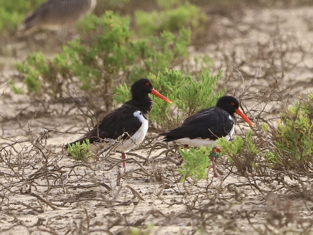Pied Oystercatcher - ML646950332