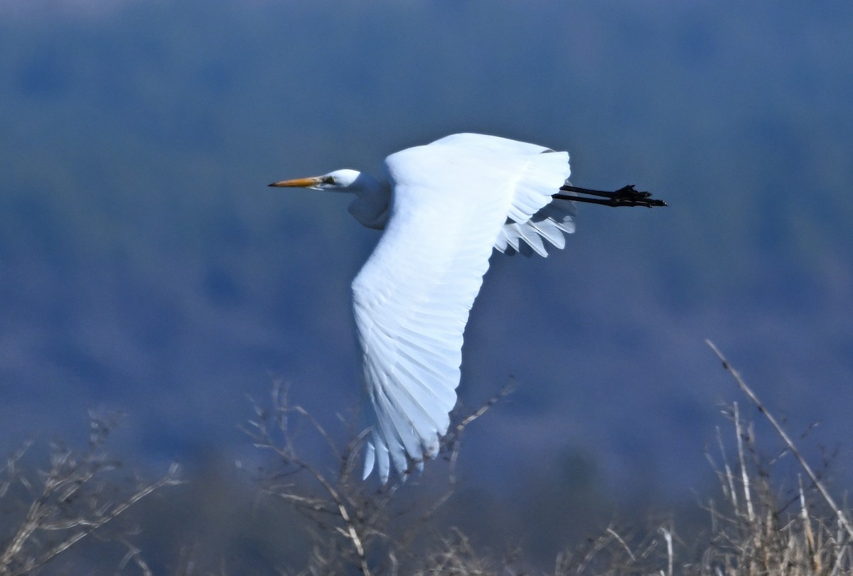 Great Egret - ML646950333