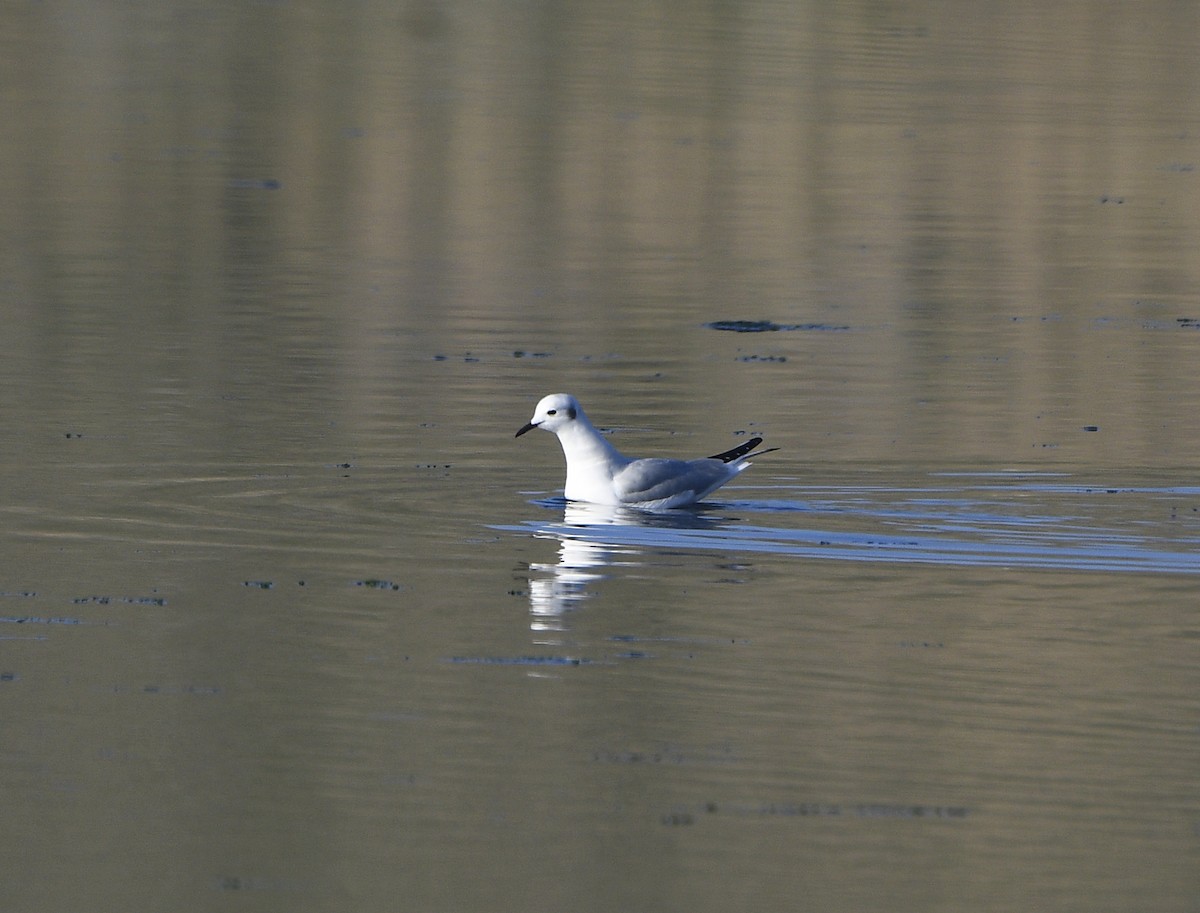 Bonaparte's Gull - ML646950336