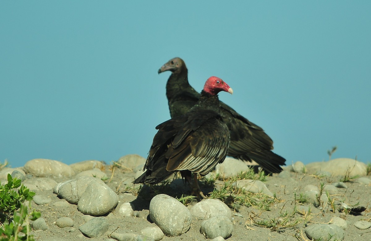 kondor krocanovitý - ML646950337