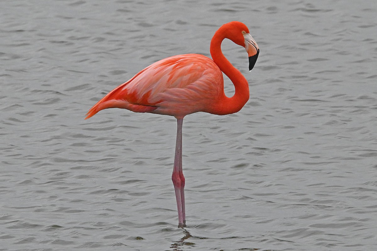 American Flamingo - ML646950338
