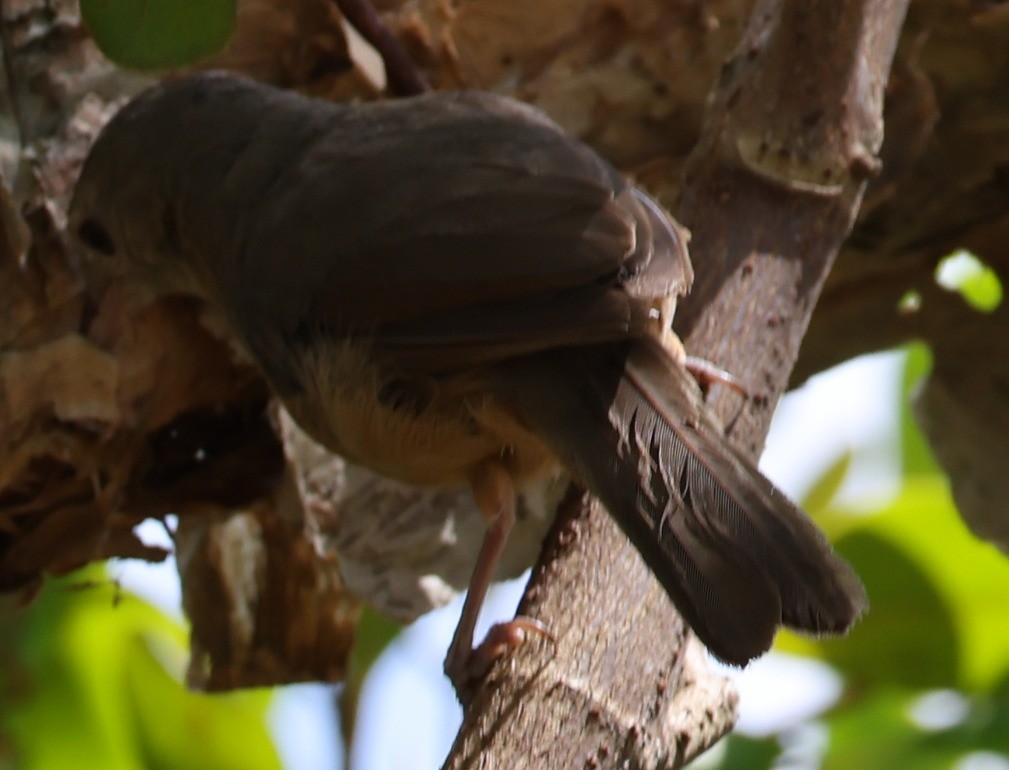 Little Shrikethrush - ML646950339