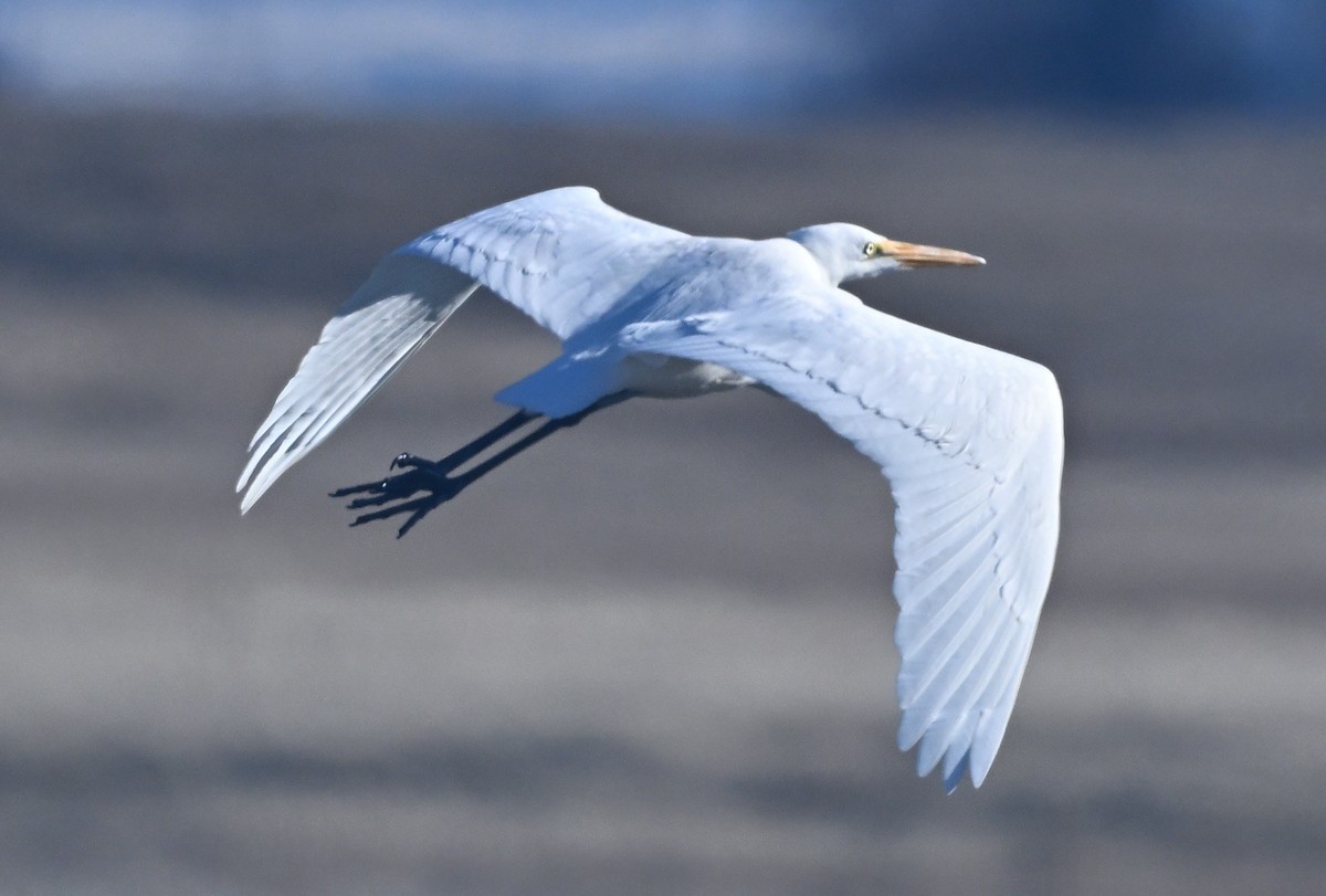 Great Egret - ML646950340