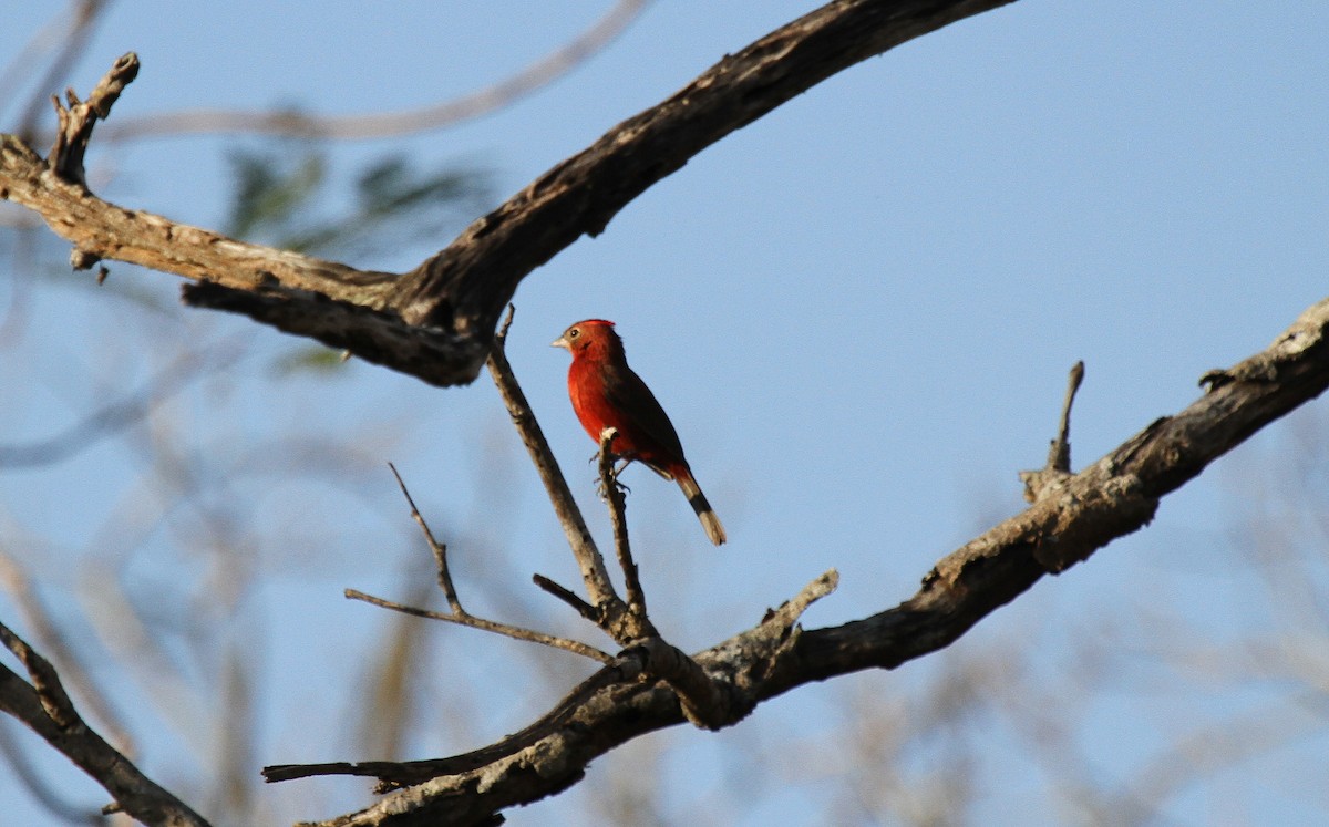 Red-crested Finch - ML646950341