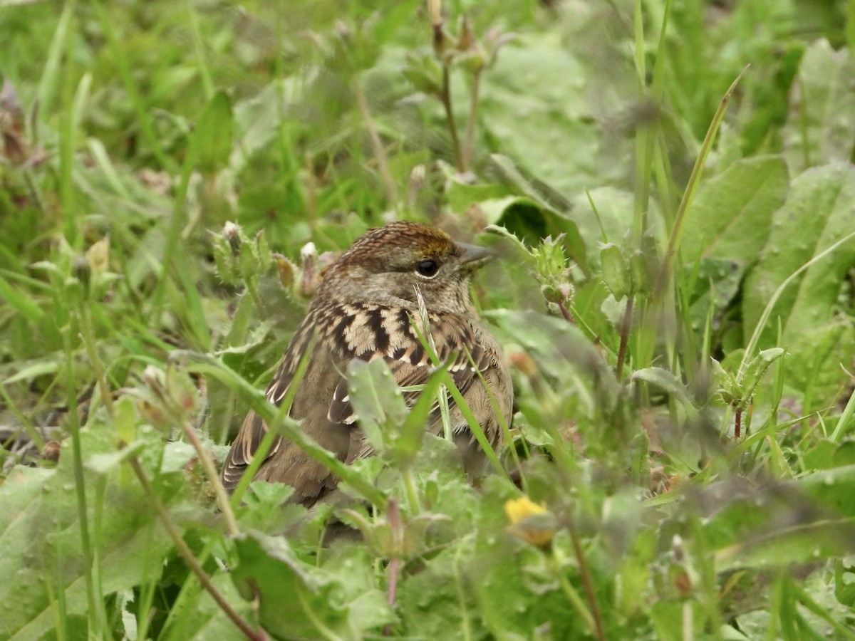 Golden-crowned Sparrow - ML646950342