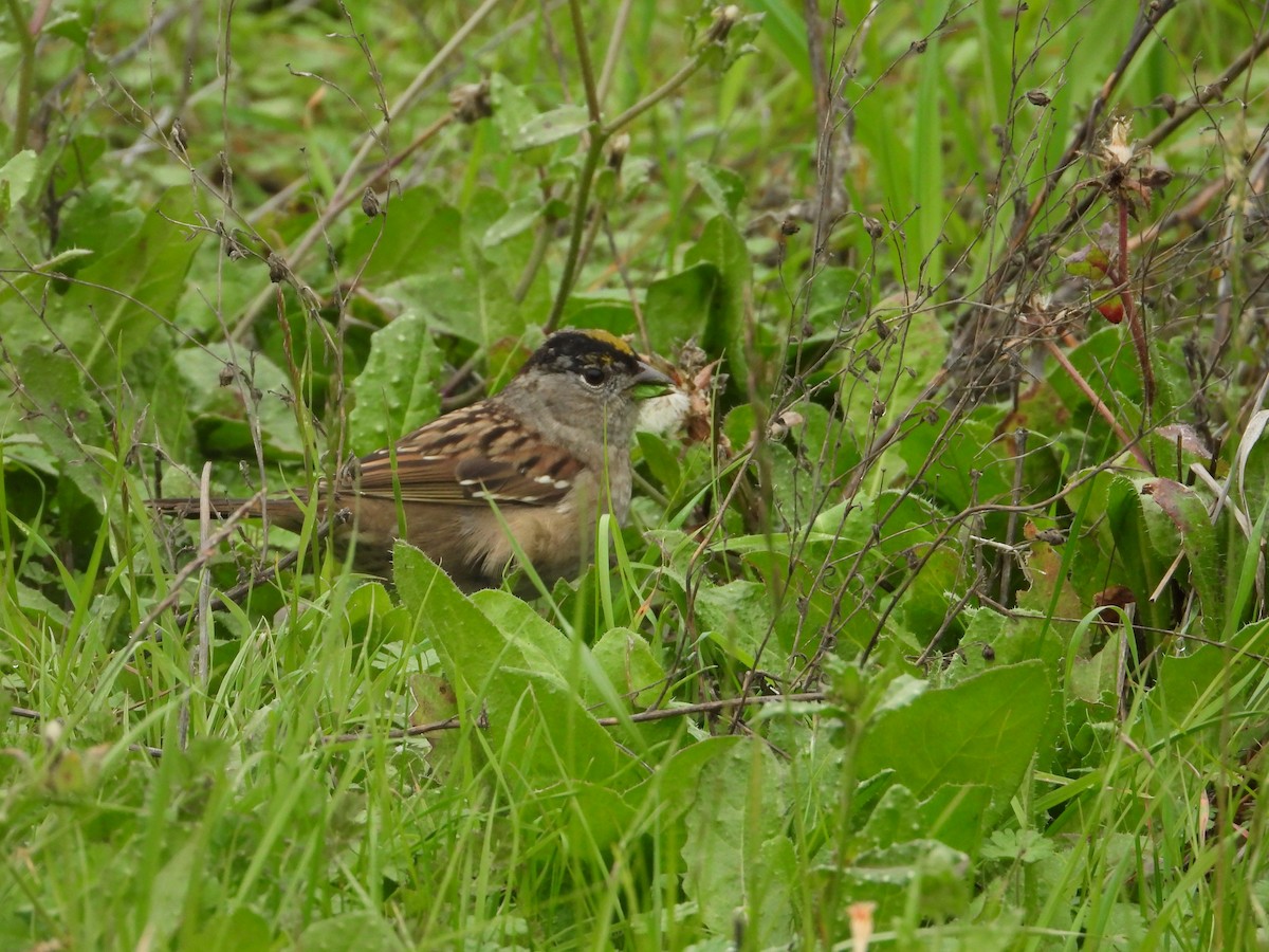 Golden-crowned Sparrow - ML646950343