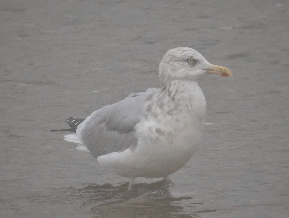 American Herring Gull - ML646950344