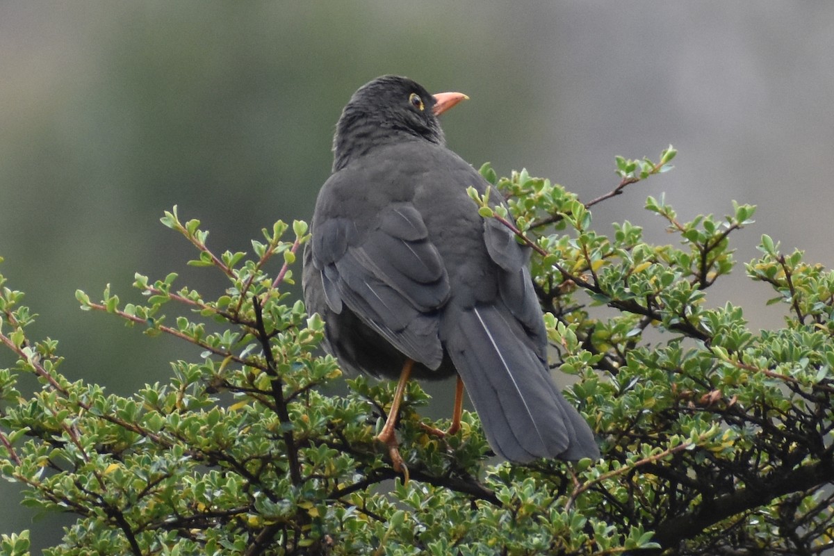 Great Thrush - ML646950345