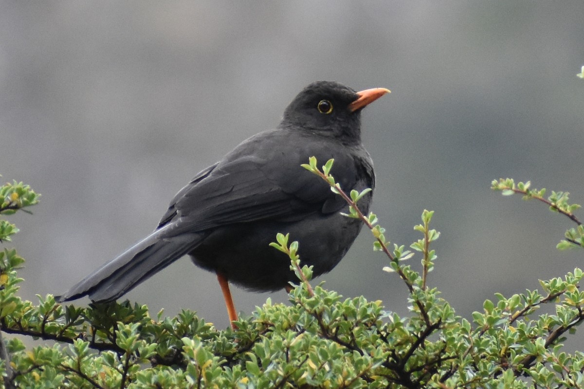 Great Thrush - ML646950347