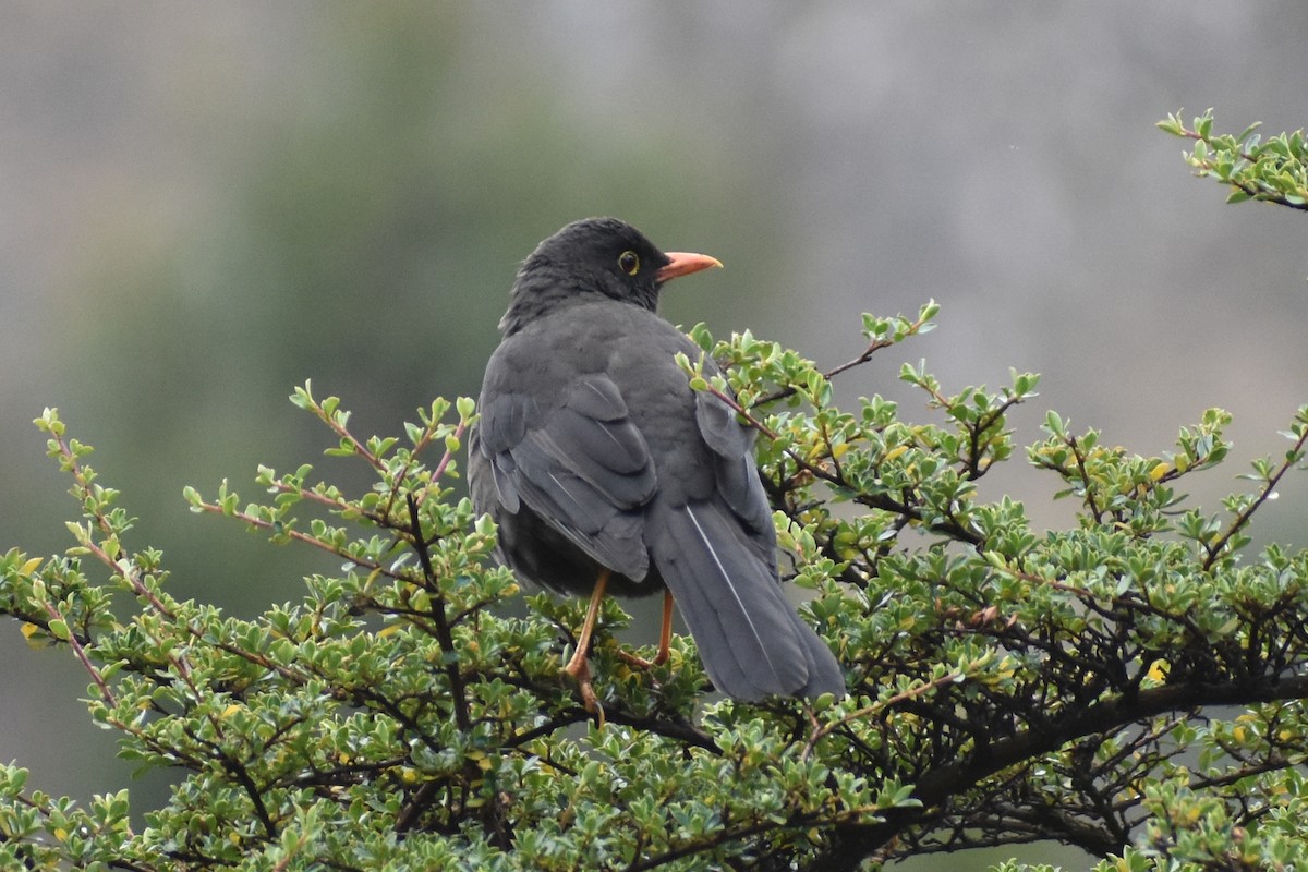 Great Thrush - ML646950348