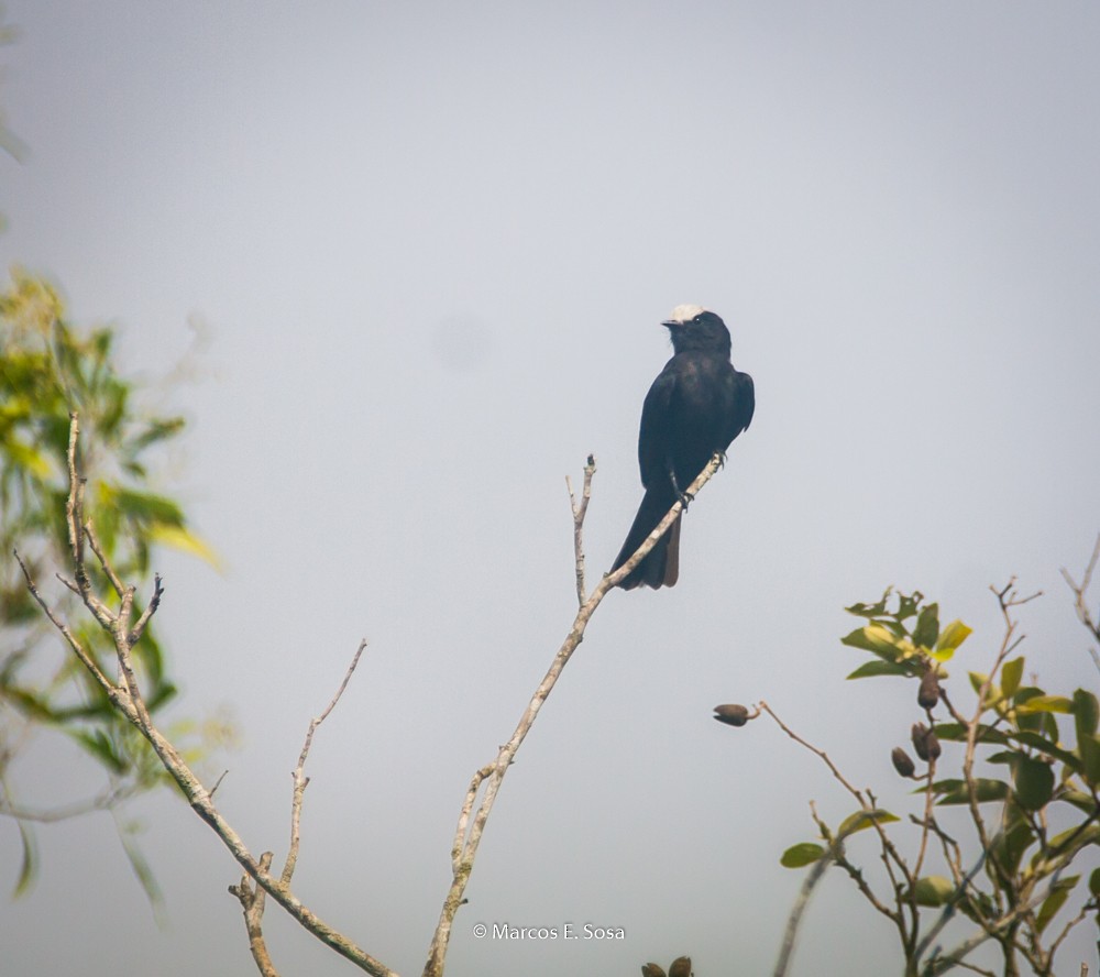 Long-tailed Tyrant - ML646950349