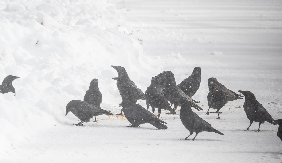 Cuervo Americano - ML646950354