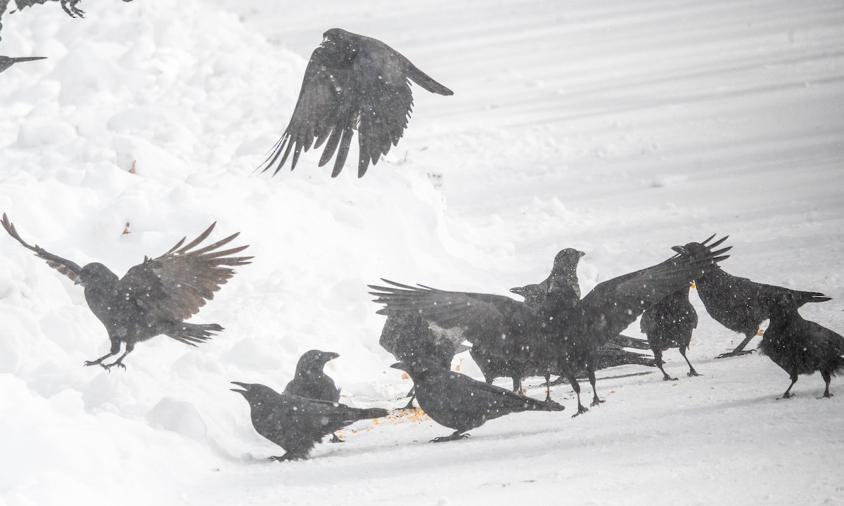 Cuervo Americano - ML646950355