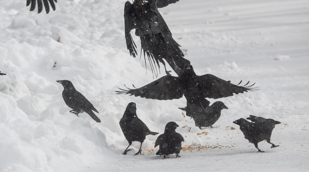 Cuervo Americano - ML646950356