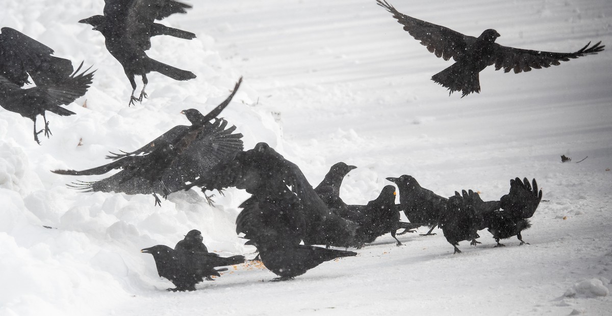 Cuervo Americano - ML646950357