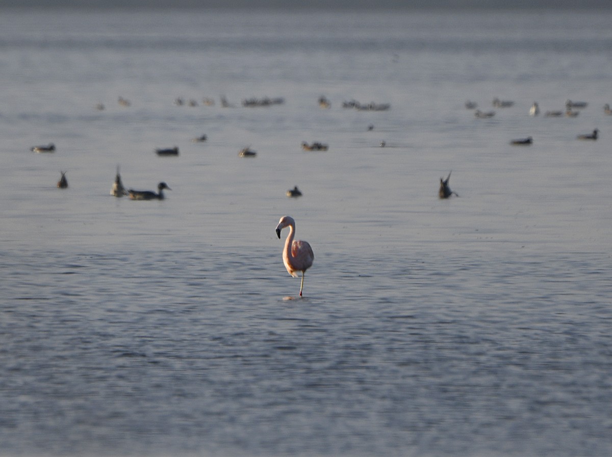 chileflamingo - ML646950358